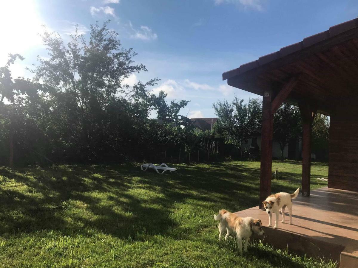 Casa Vio Vila Timişoara Exterior foto